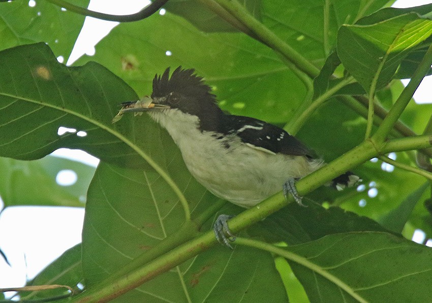Black-and-white Antbird - ML100220151