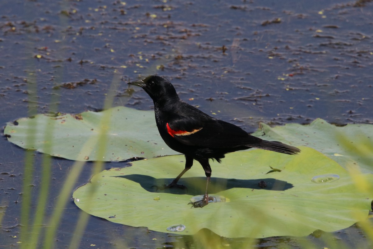 Red-winged Blackbird - Robert Becker