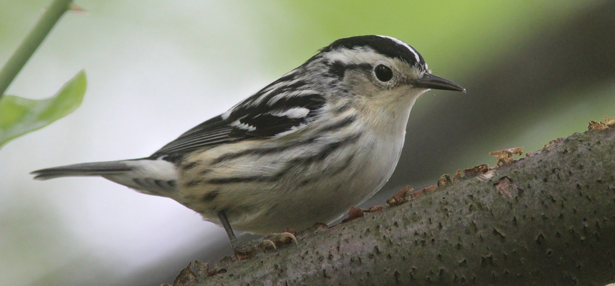 Black-and-white Warbler - ML100224421