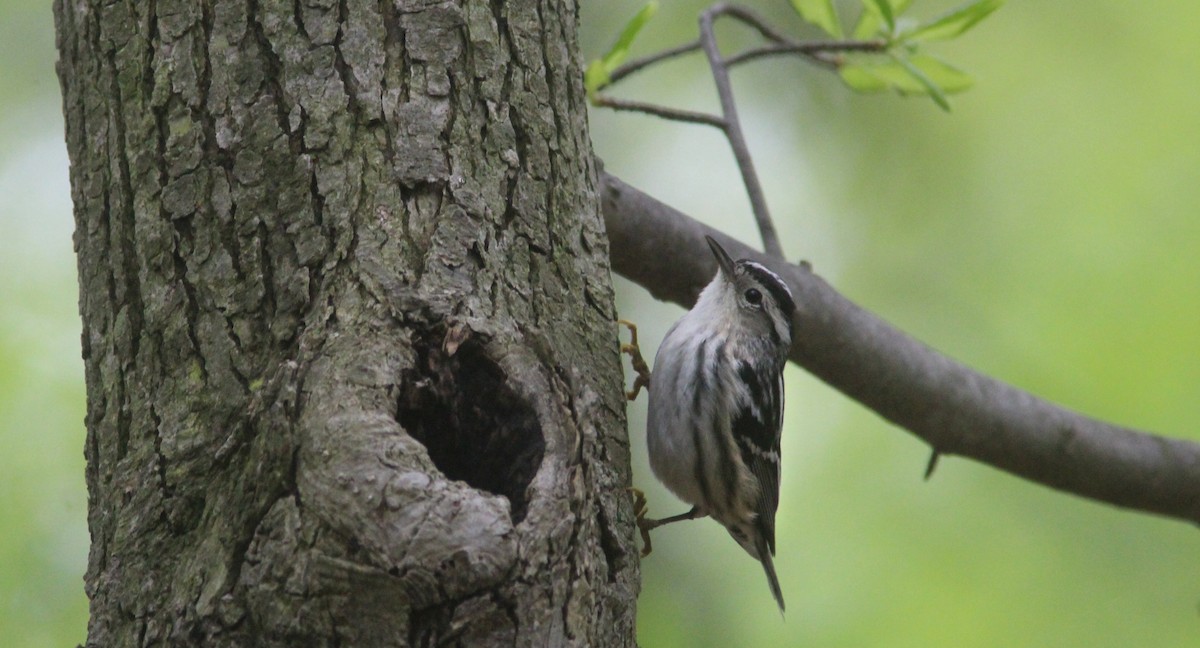 Black-and-white Warbler - ML100224481