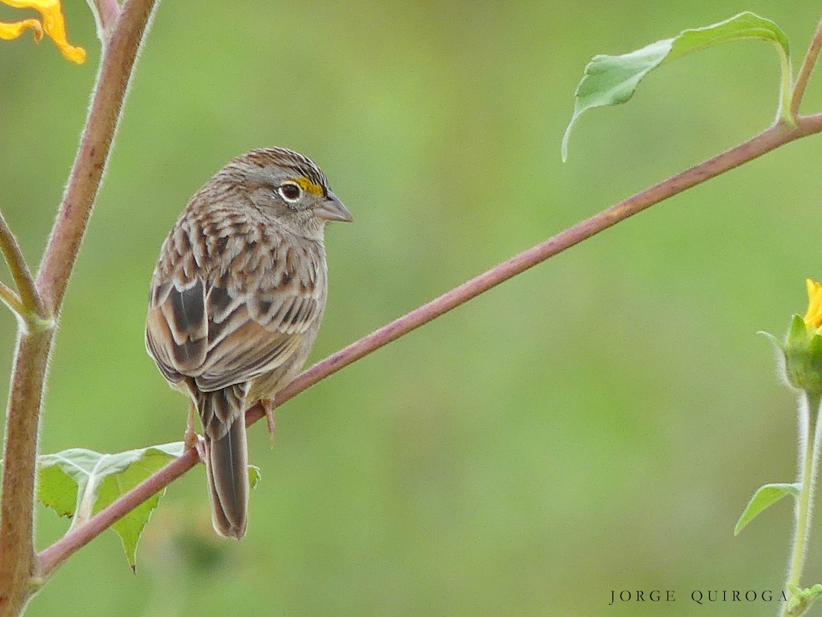 Grassland Sparrow - ML100224931