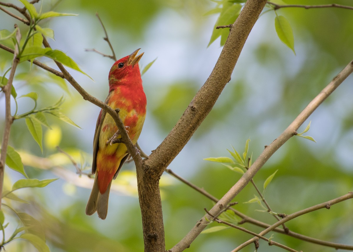 Summer Tanager - Sheila and Ed Bremer