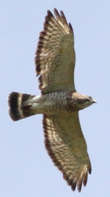 Broad-winged Hawk - Tom Schmidt