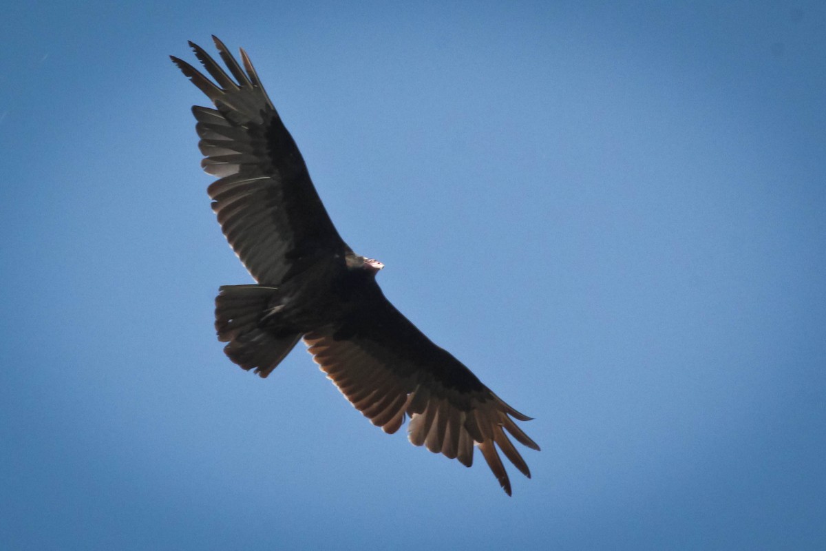 Turkey Vulture - Marge Strempel