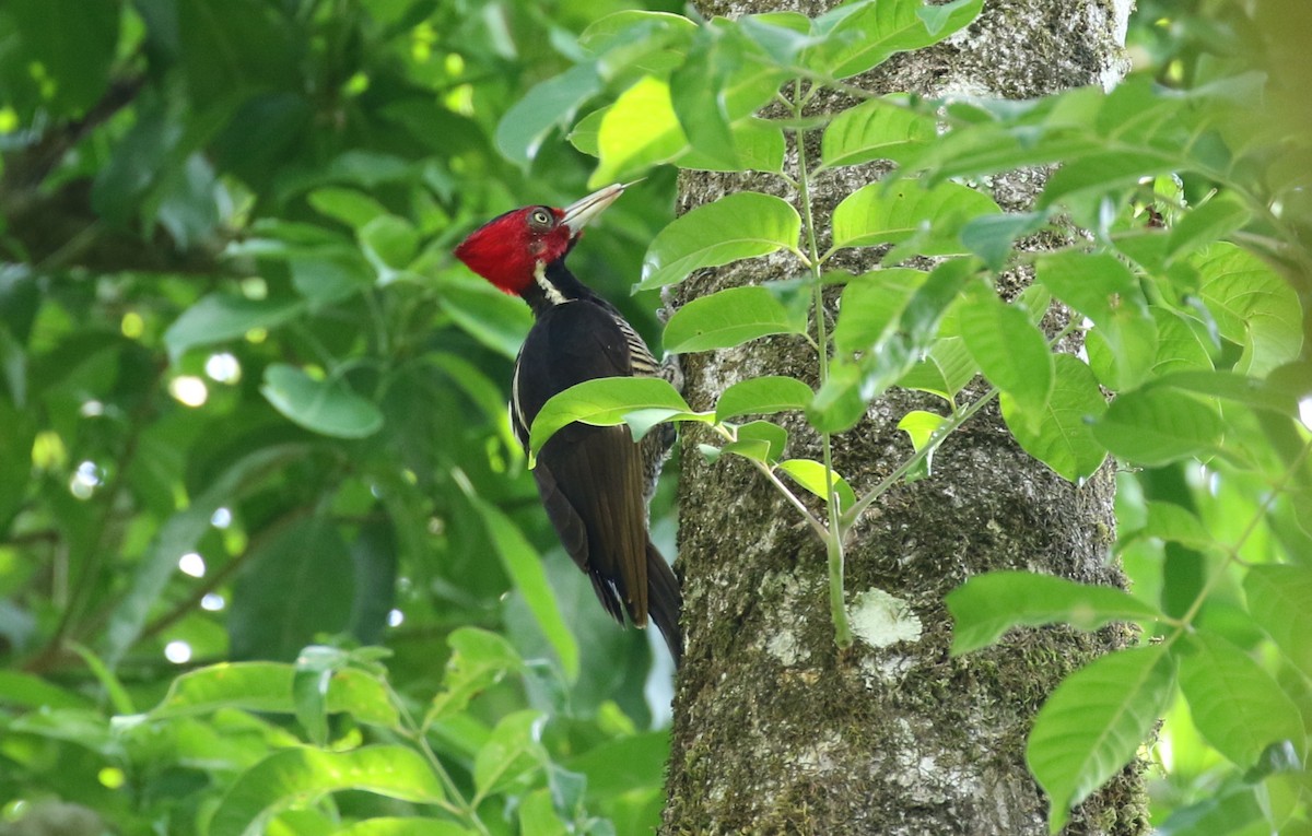 Pale-billed Woodpecker - Michael Woodruff
