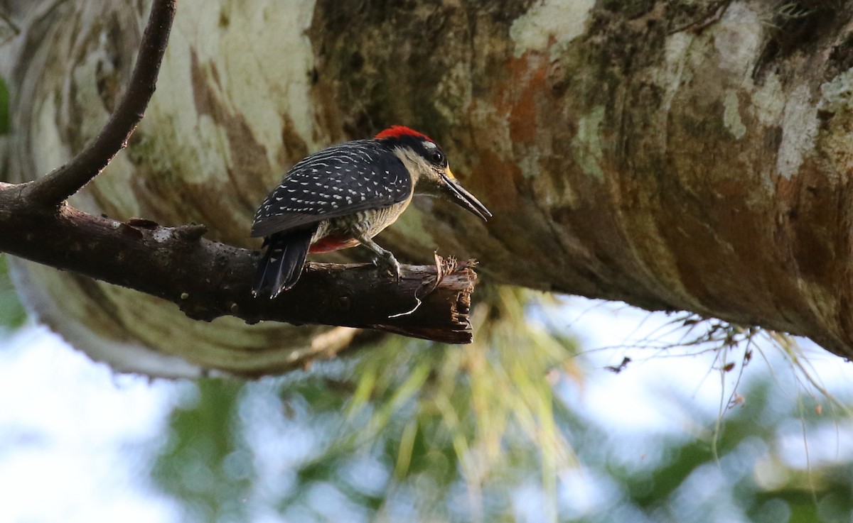 Black-cheeked Woodpecker - Michael Woodruff