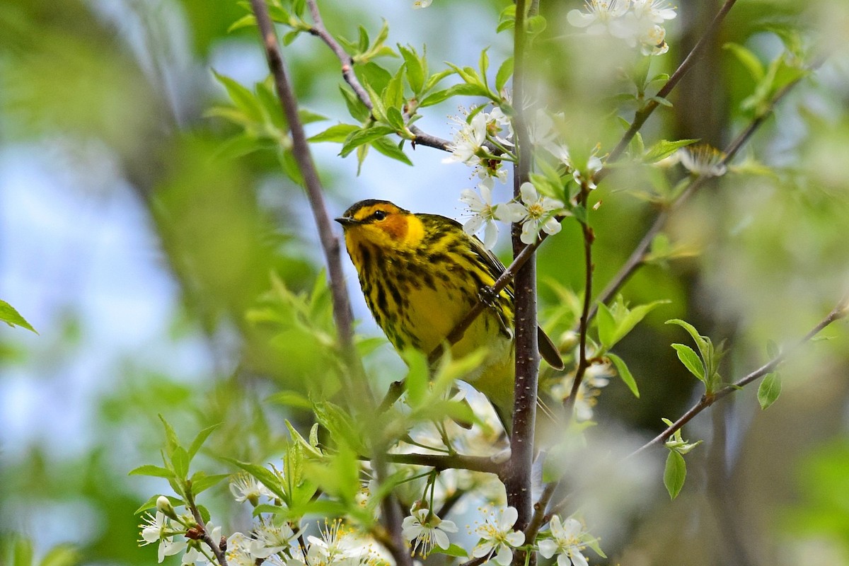 Cape May Warbler - ML100236621