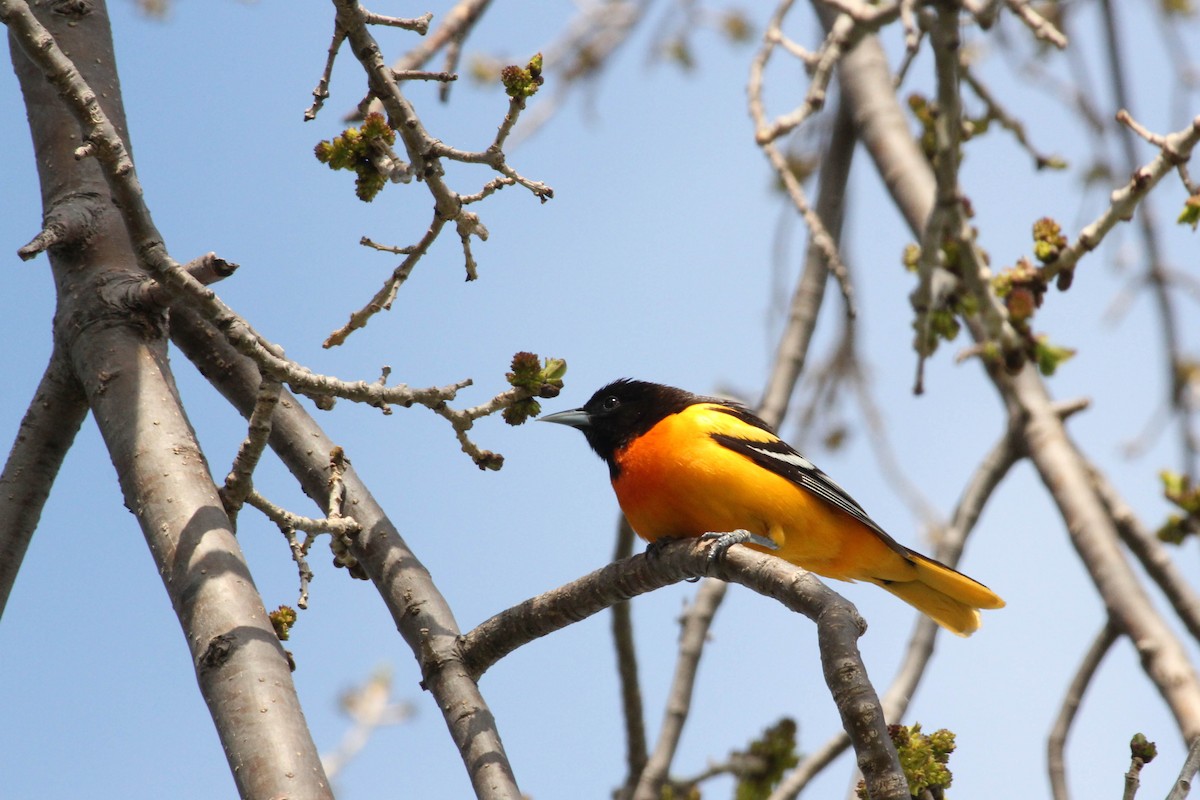 Baltimore Oriole - Marge Strempel