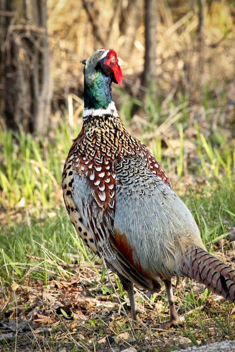 Ring-necked Pheasant - ML100238261