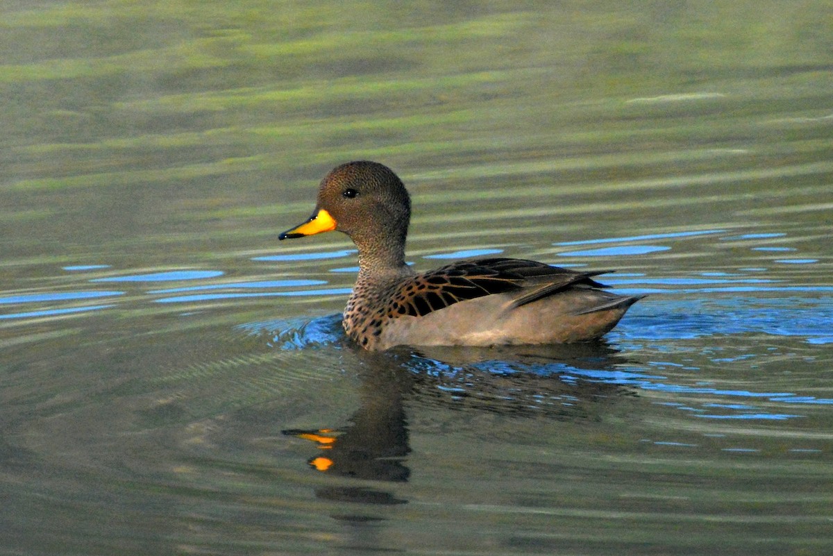 Yellow-billed Teal - Oliver Prioli