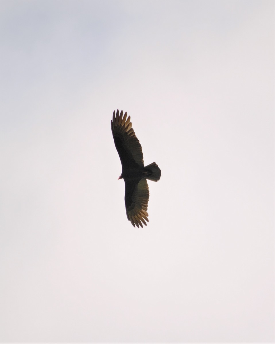 Turkey Vulture - Stella Ayala