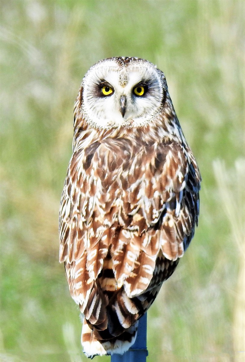 Short-eared Owl - ML100239831