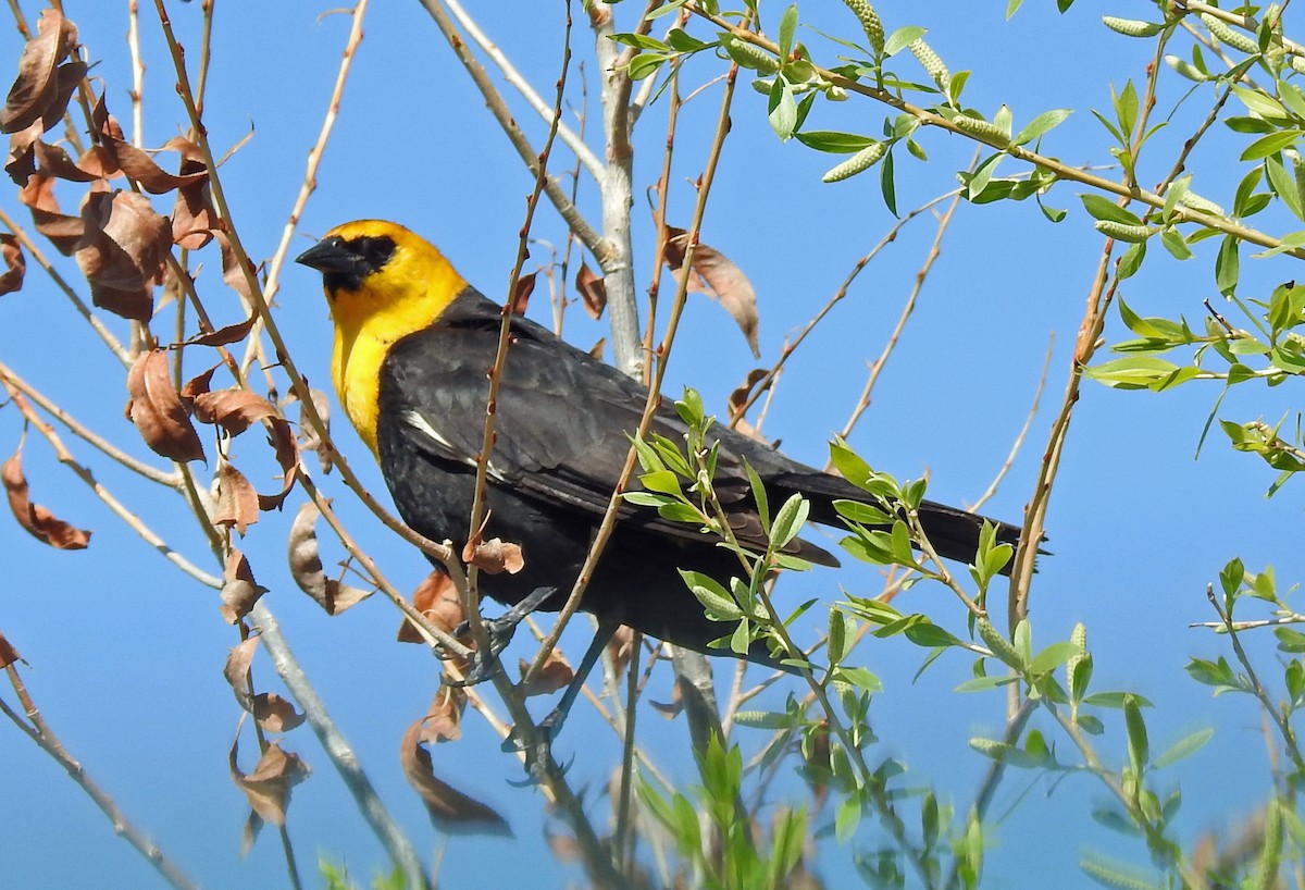 Yellow-headed Blackbird - Sharon Dewart-Hansen