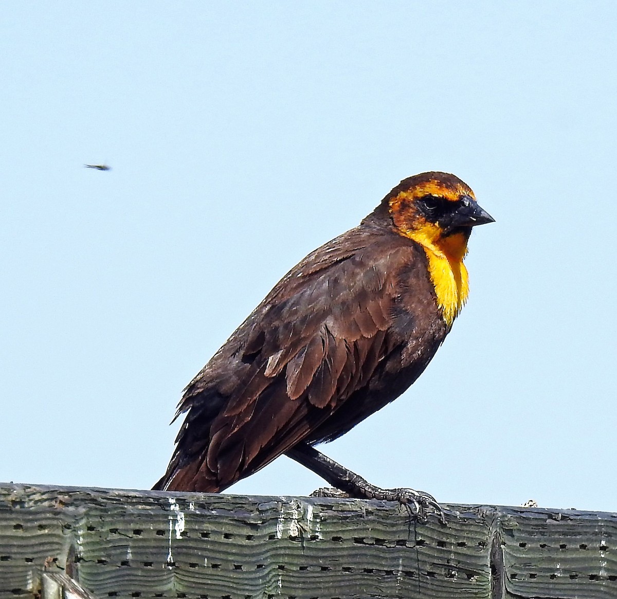Yellow-headed Blackbird - ML100240281