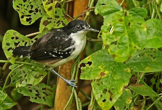  - Black-and-white Antbird