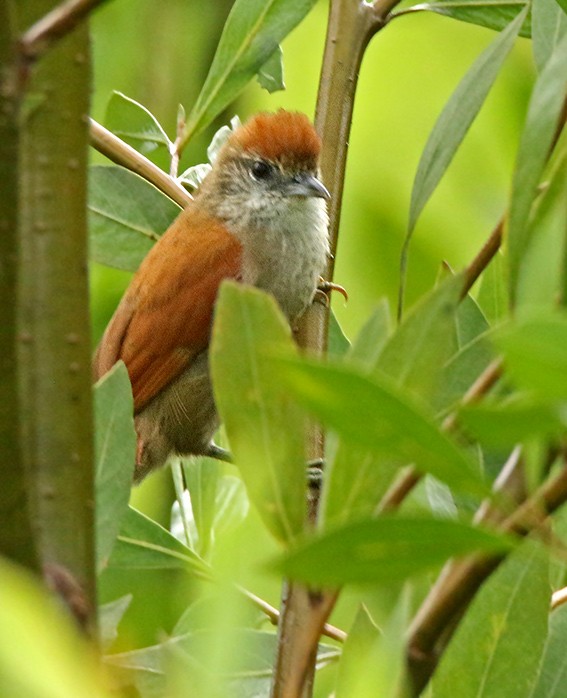 Parker's Spinetail - ML100241181