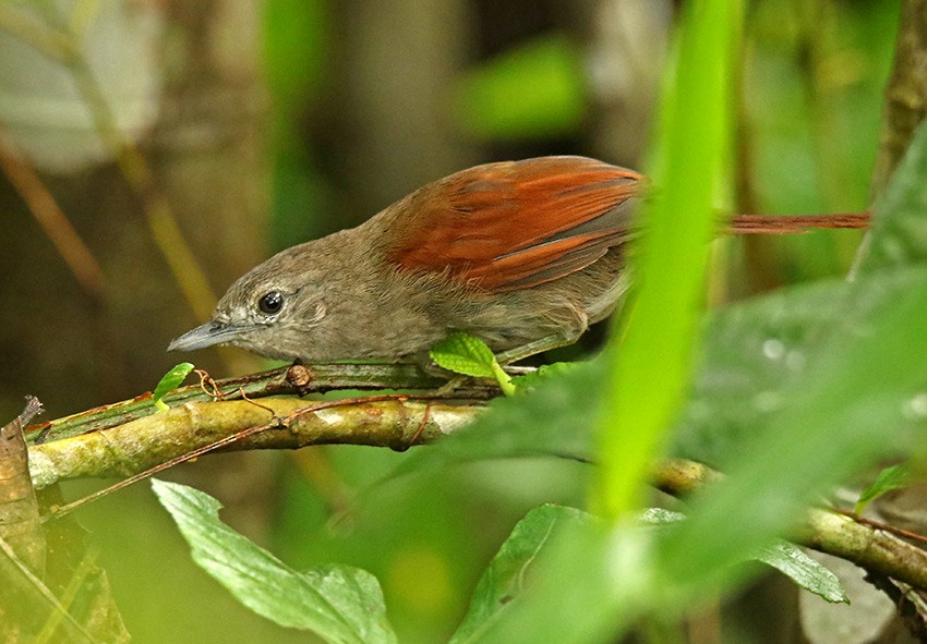 Plain-crowned Spinetail - ML100241201