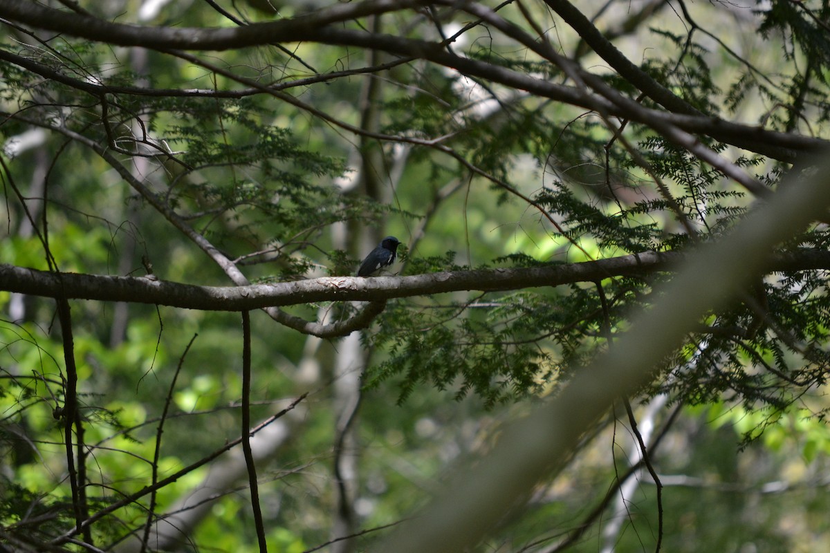 Black-throated Blue Warbler - Nick Tepper