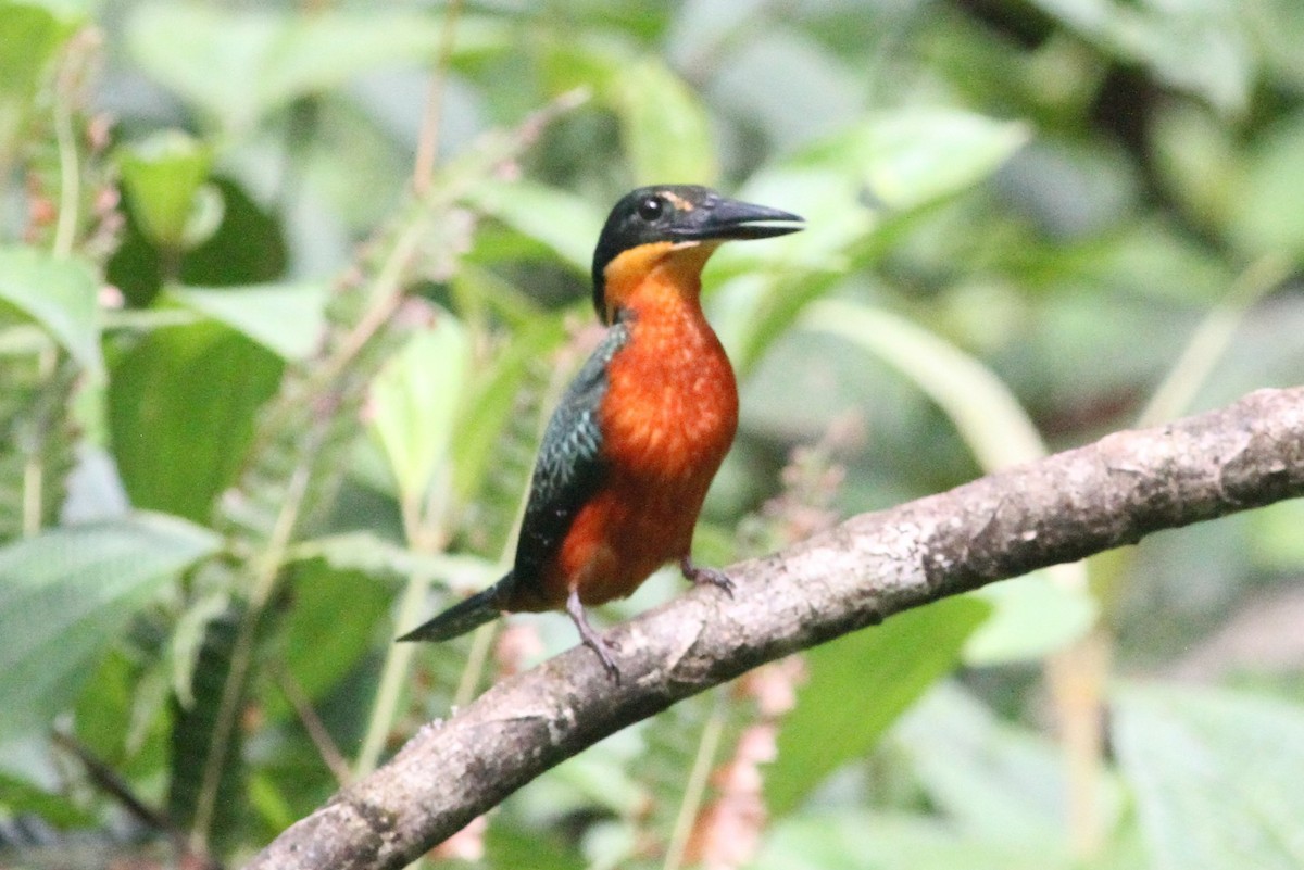 Green-and-rufous Kingfisher - Jay Huila Balvin