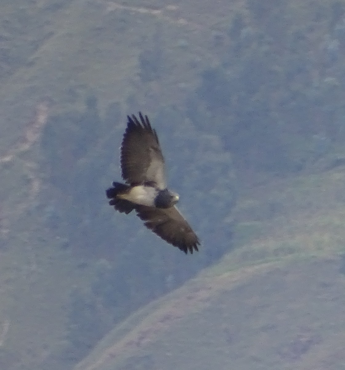 Black-chested Buzzard-Eagle - José Calderón