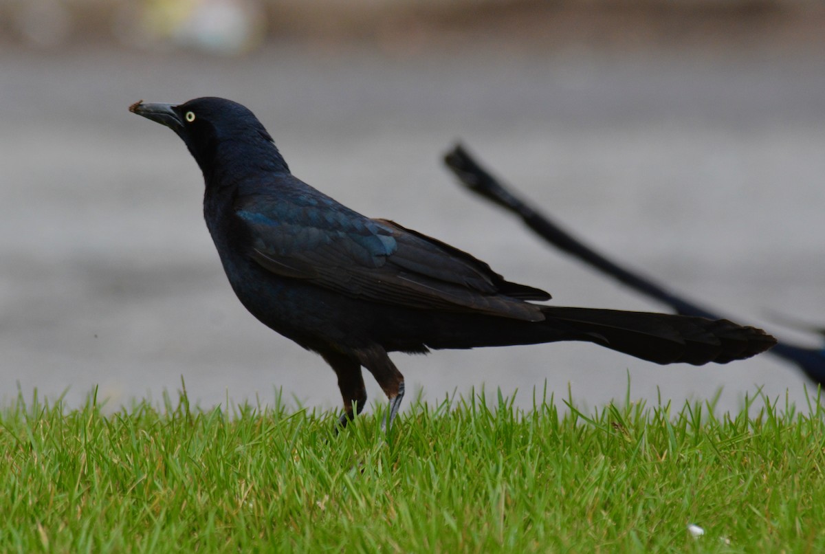 Great-tailed Grackle - Nate Brown