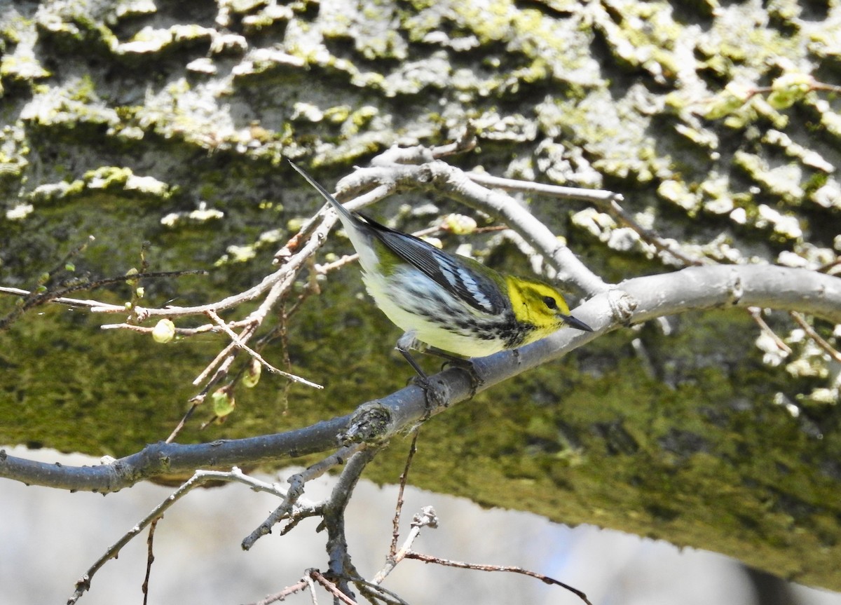 Black-throated Green Warbler - Cindy Burley
