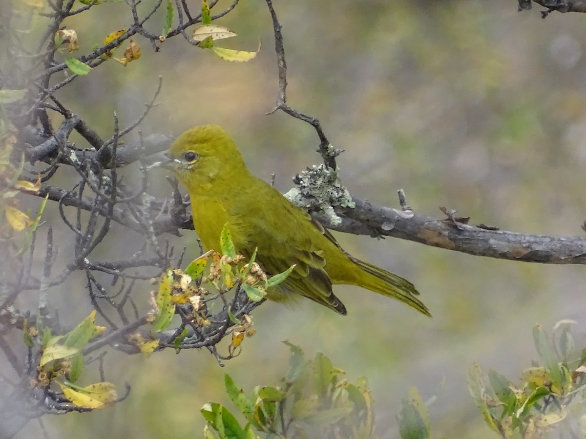 Hepatic Tanager - ML100260891