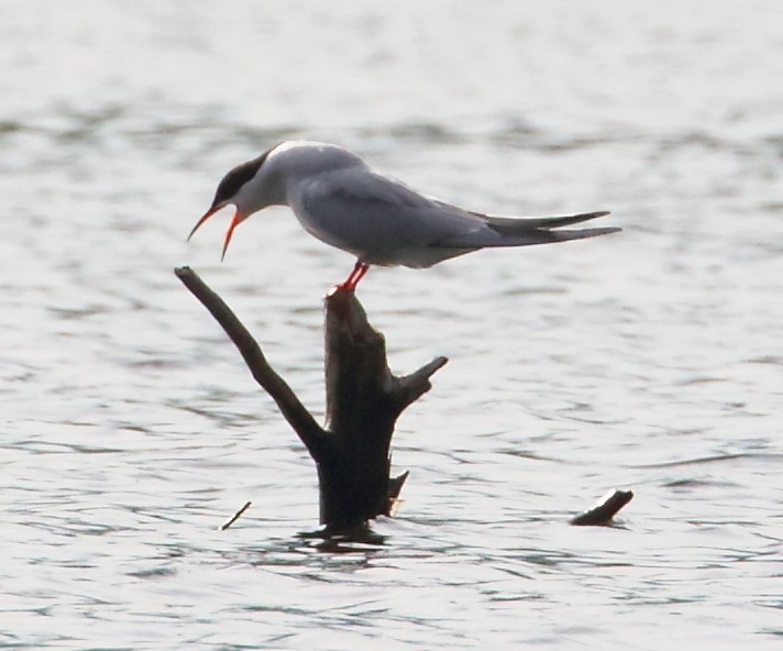 Common Tern - kevin dougherty