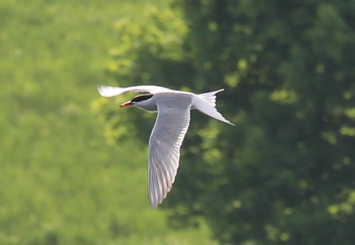 Common Tern - kevin dougherty