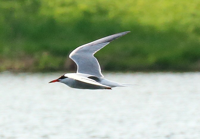 Common Tern - ML100261781