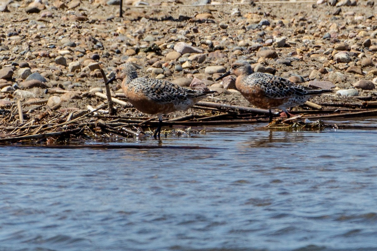 Red Knot - ML100262131