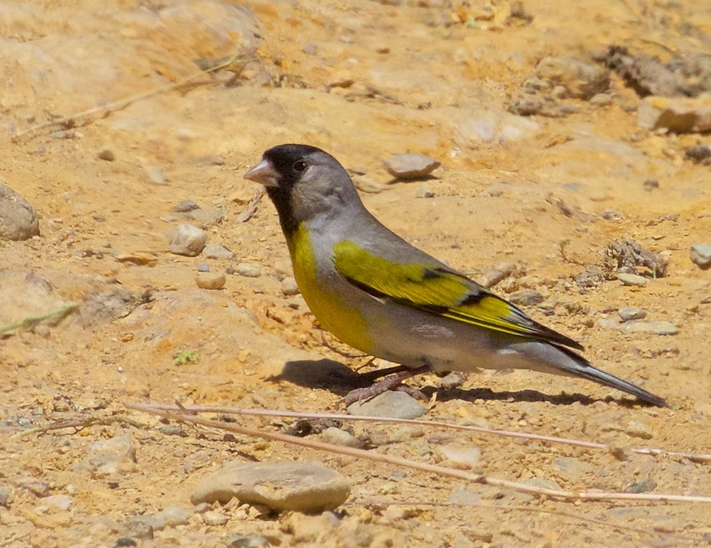 Lawrence's Goldfinch - ML100262411