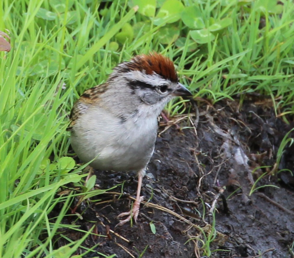 Chipping Sparrow - ML100262621