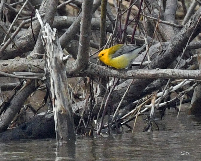 Prothonotary Warbler - Gary Nelkie