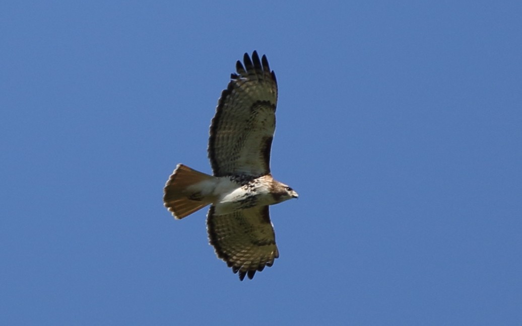 Red-tailed Hawk - ML100264211