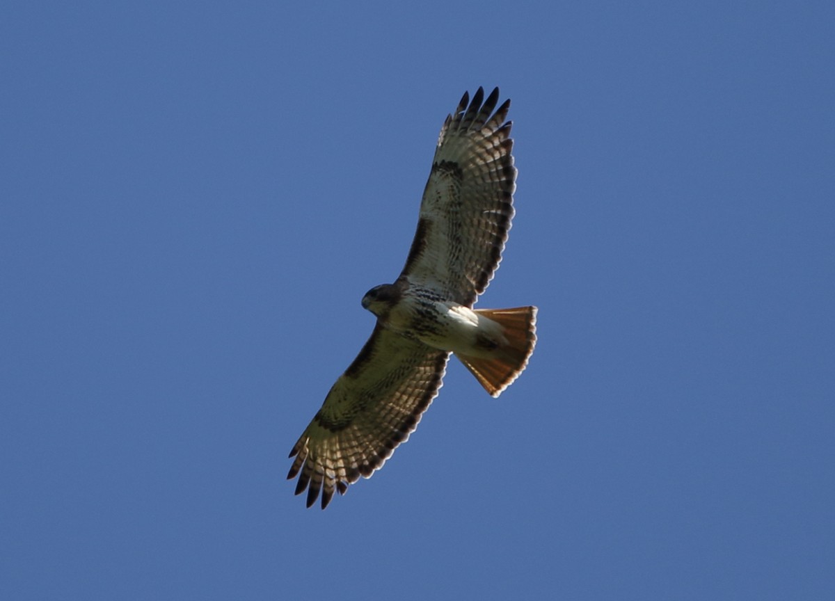 Red-tailed Hawk - ML100264231