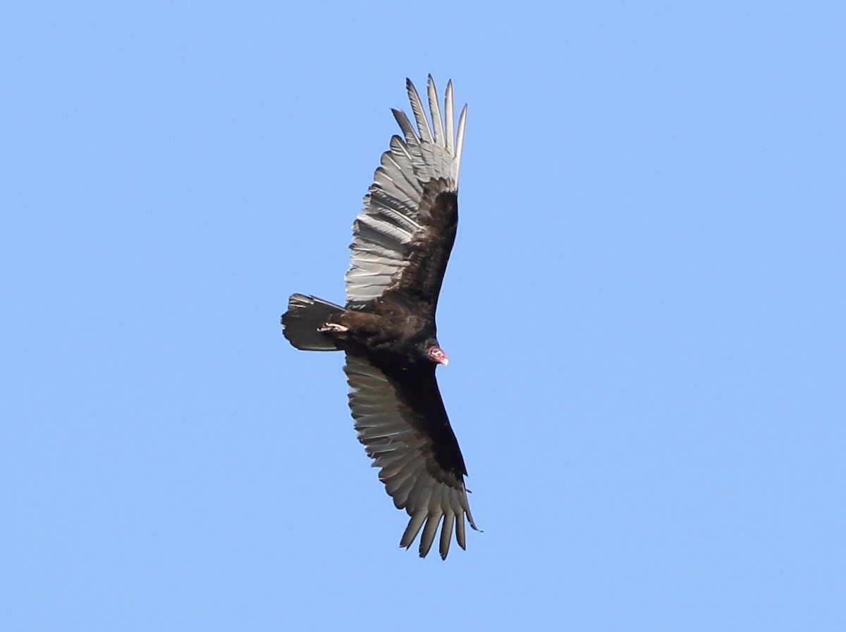 Turkey Vulture - Jeff Hullstrung