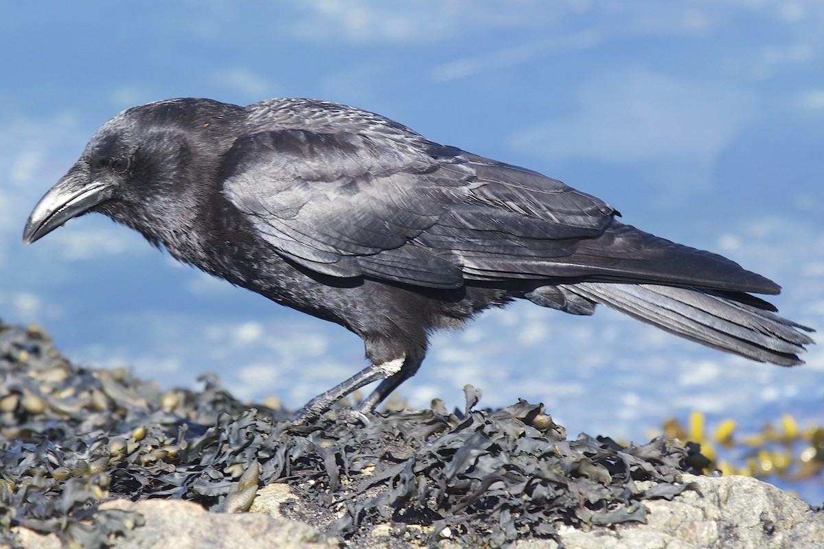 American Crow - robert bowker