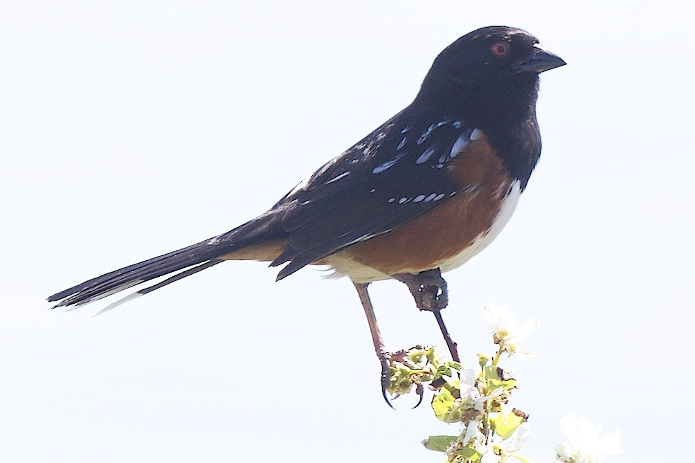 Spotted Towhee - ML100267571