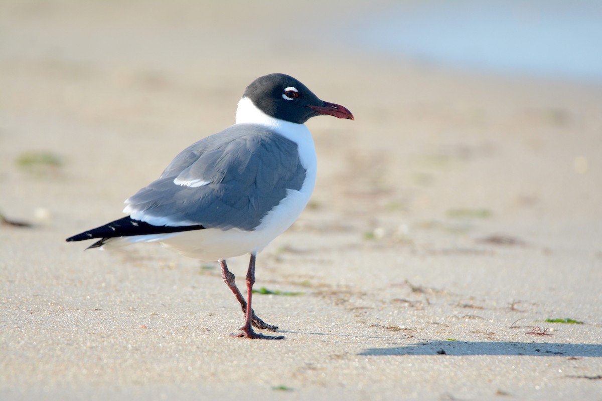 Laughing Gull - Larry Chen