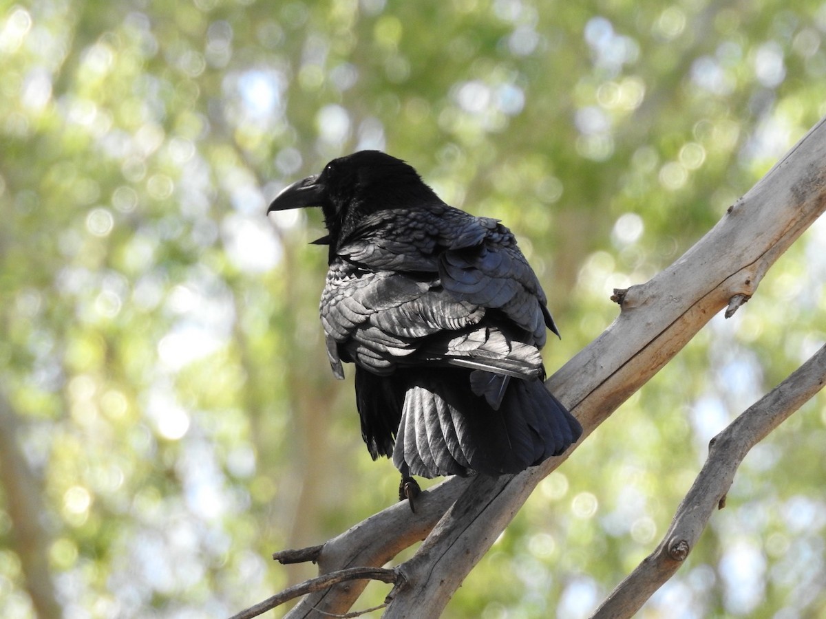 Common Raven - Kay Zagst