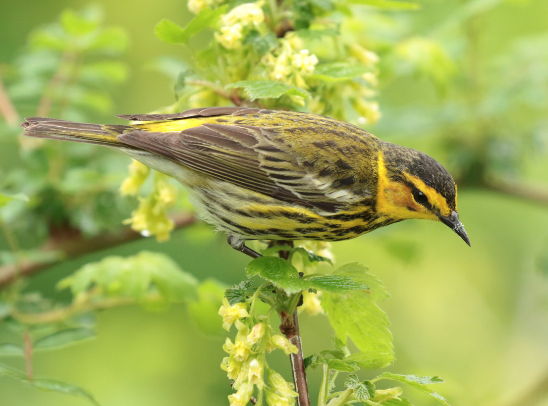 Cape May Warbler - ML100272291
