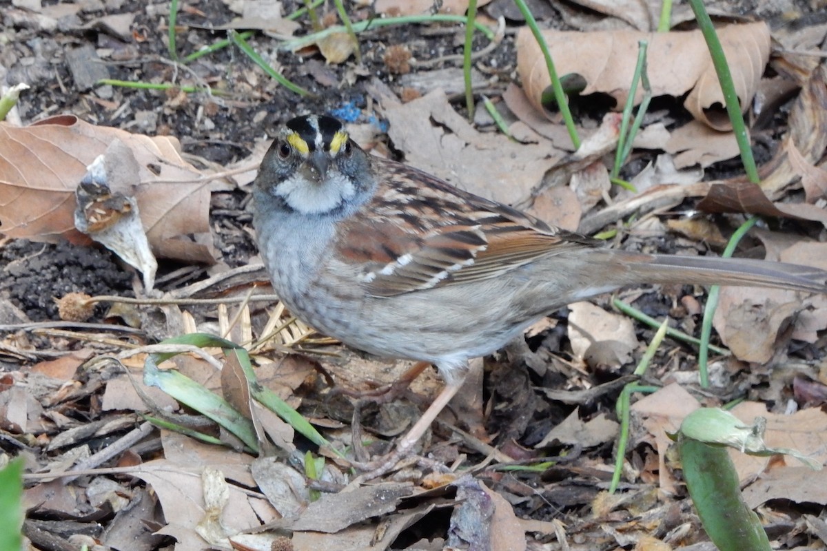 White-throated Sparrow - Bobbie Elbert