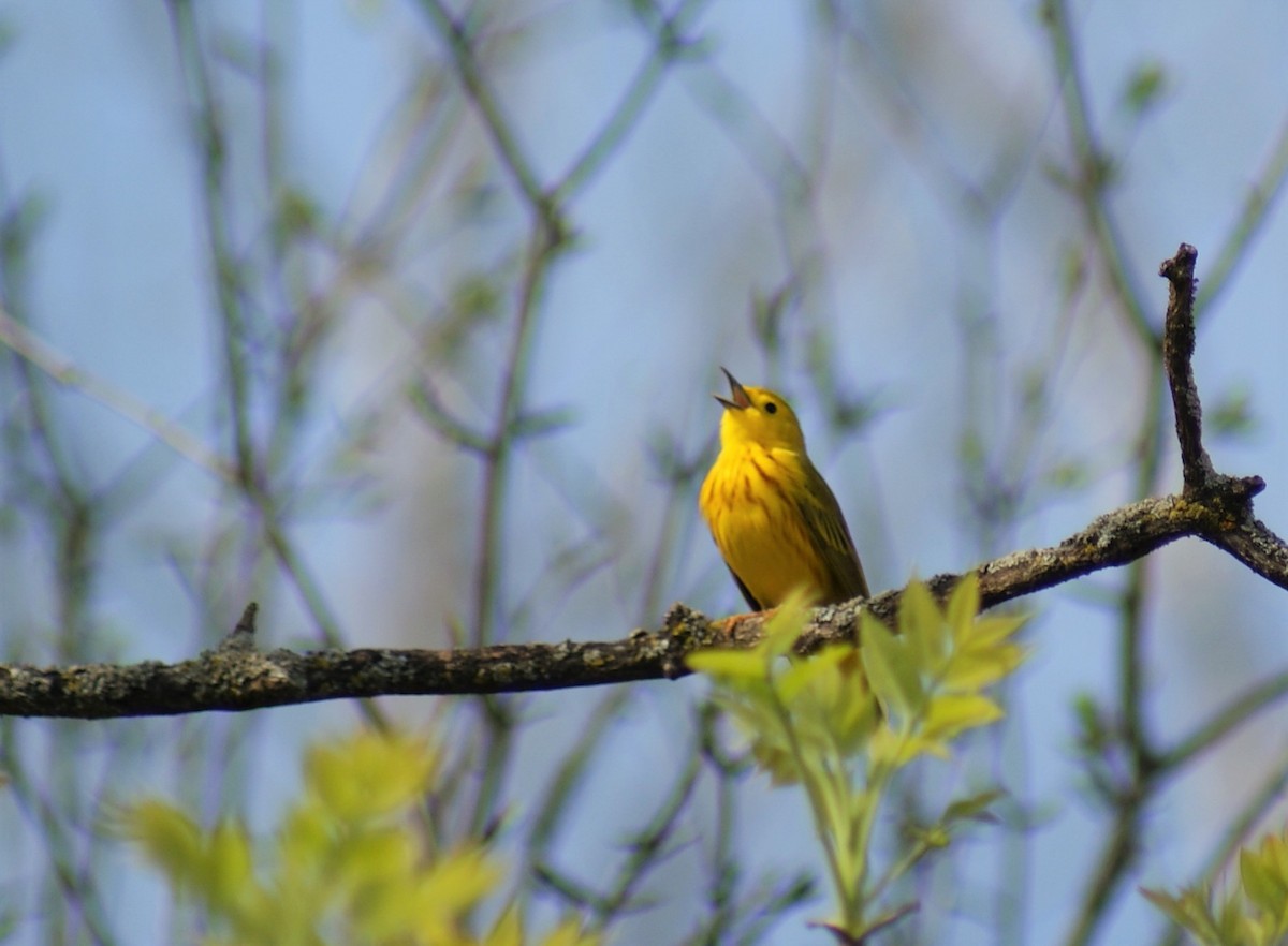 Yellow Warbler - Basil Conlin