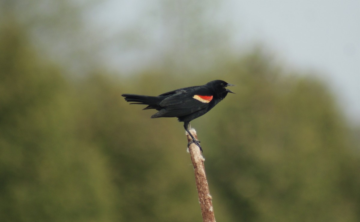 Red-winged Blackbird - Basil Conlin