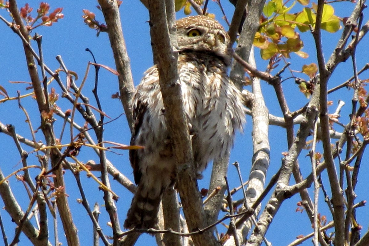 Pearl-spotted Owlet - ML100276681