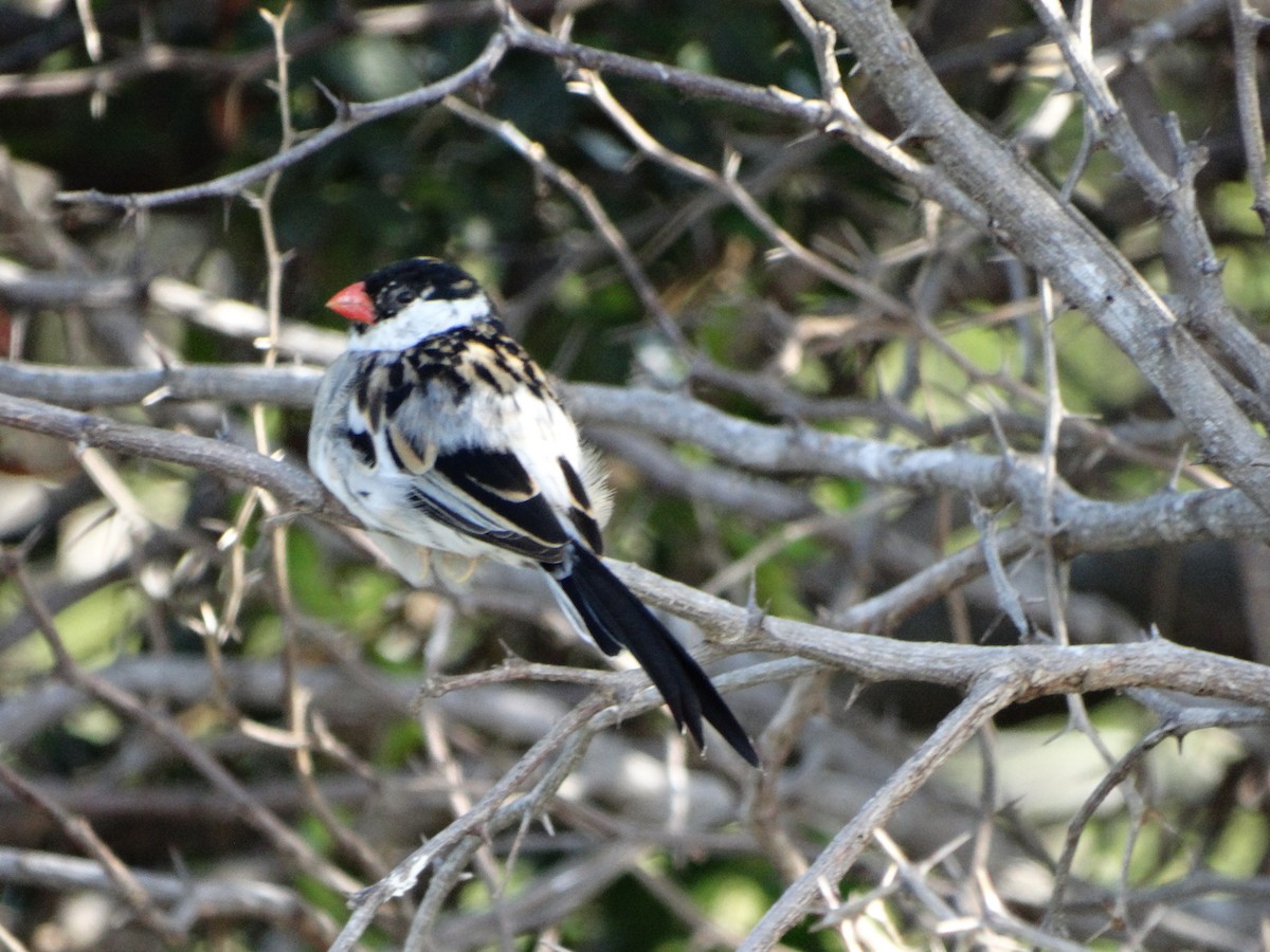 Pin-tailed Whydah - jose salgado