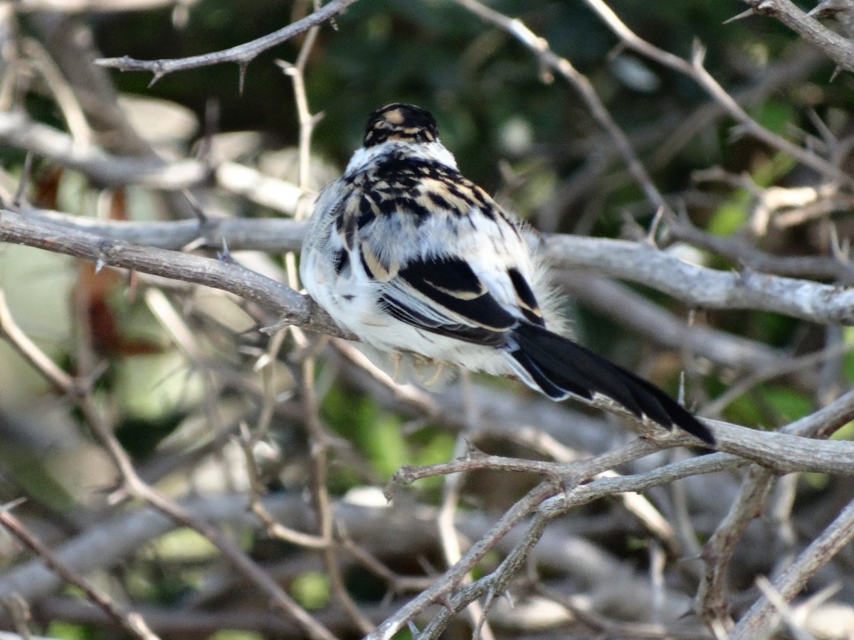 Pin-tailed Whydah - ML100277091