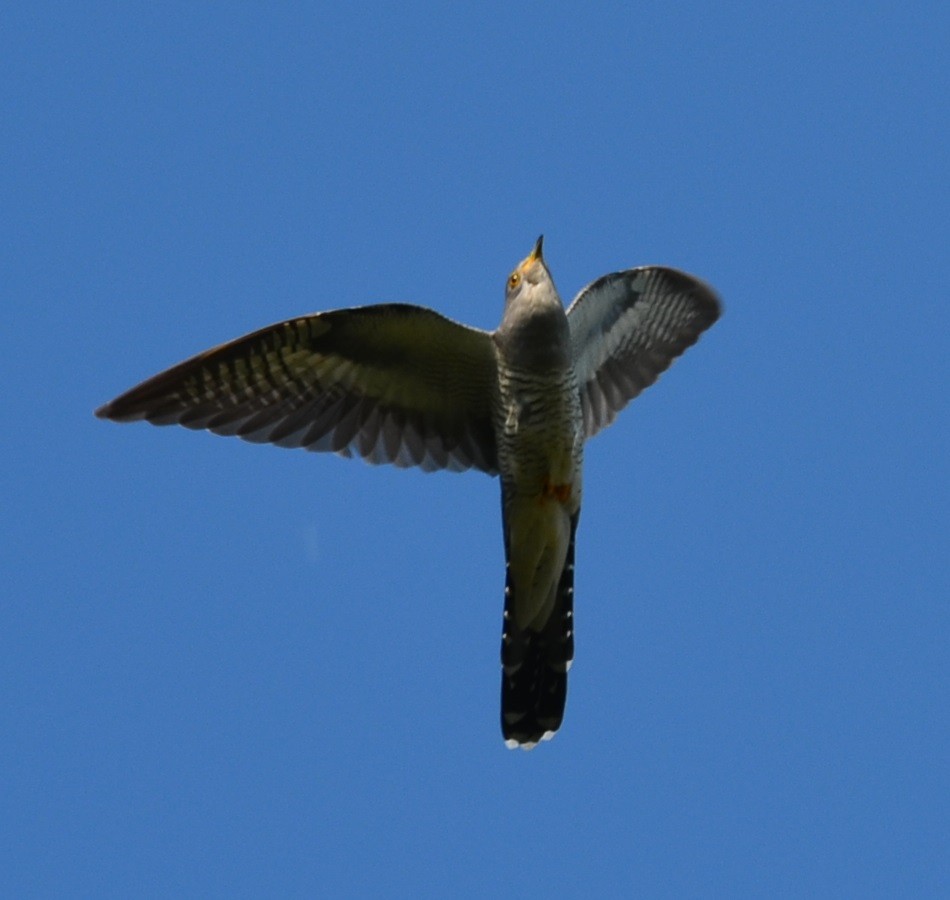 Common Cuckoo - Nina Rach