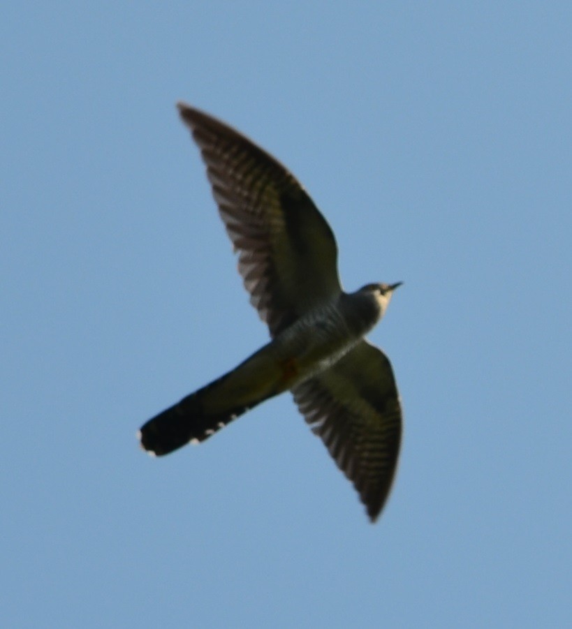 Common Cuckoo - ML100283421